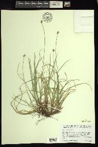 Carex peckii image