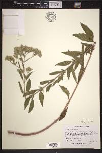 Eupatorium altissimum image