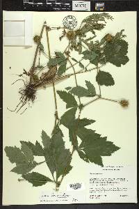 Geum laciniatum image