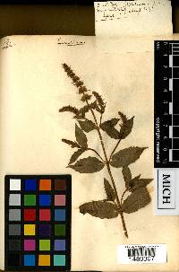 Mentha spicata image