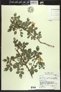 Rosa canina image