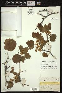 Crataegus pruinosa image