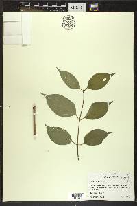 Cornus drummondii image