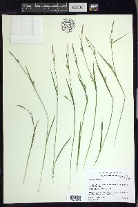 Carex gracilescens image