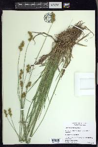 Carex merritt-fernaldii image