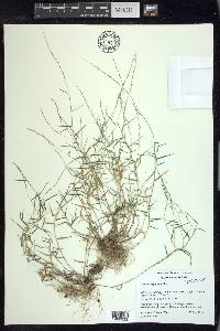 Muhlenbergia schreberi image