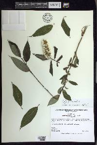 Salix lucida image