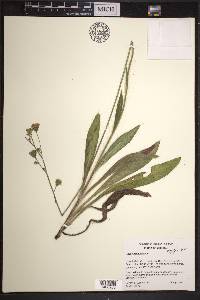 Hieracium longipilum image