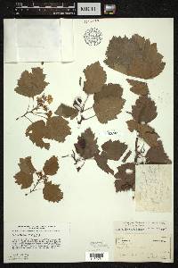 Crataegus holmesiana image