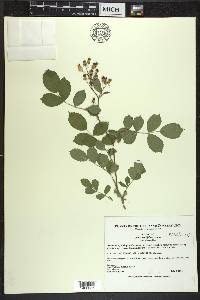 Rosa multiflora image