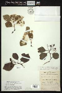 Crataegus succulenta image