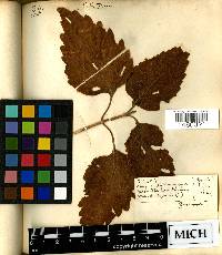 Phryma leptostachya image