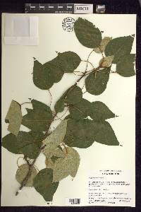 Populus balsamifera image