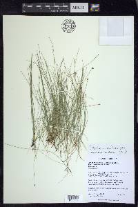 Eleocharis erythropoda image