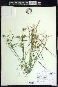 Carex flava image