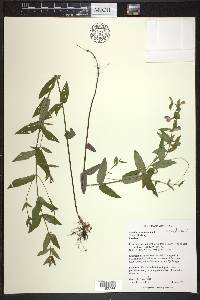 Scutellaria galericulata image