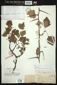 Crataegus jesupii image