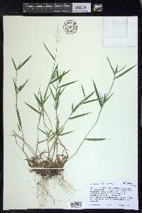 Dichanthelium acuminatum subsp. columbianum image