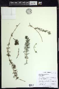 Myriophyllum sibiricum image