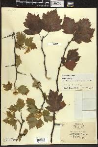 Crataegus jesupii image