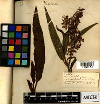 Rumex verticillatus image