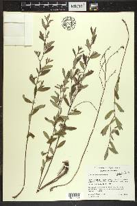 Crocanthemum canadense image