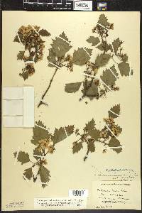 Crataegus holmesiana var. villipes image