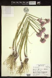 Allium schoenoprasum image