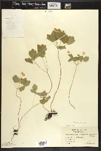 Thalictrum thalictroides image