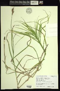 Carex muskingumensis image