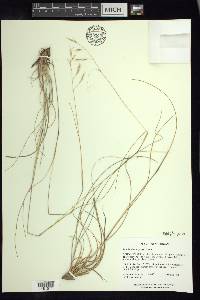 Danthonia compressa image