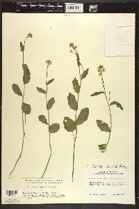 Cardamine bulbosa image