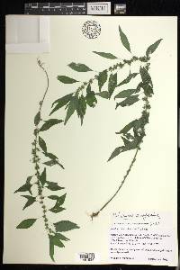 Parietaria pensylvanica image