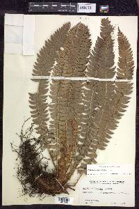 Polystichum lonchitis image