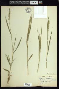 Setaria verticillata image