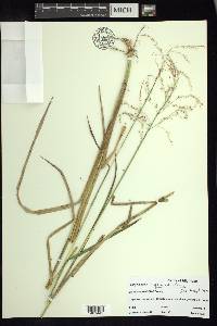 Glyceria canadensis image