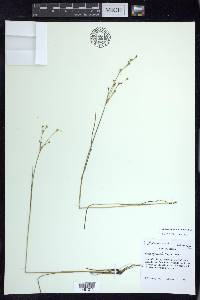 Juncus alpinoarticulatus image