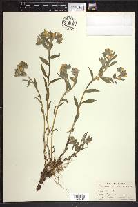 Lithospermum canescens image