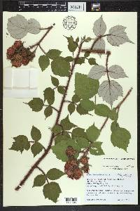 Rubus phoenicolasius image