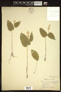 Maianthemum canadense image