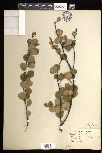 Betula pumila image