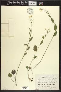 Cardamine bulbosa image