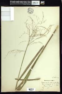 Glyceria canadensis image