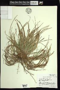 Carex lucorum var. lucorum image