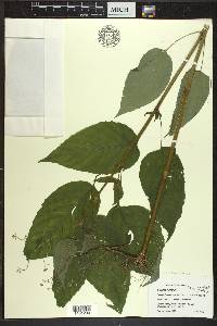 Circaea canadensis image