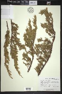 Juniperus horizontalis image