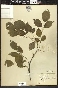 Staphylea trifolia image