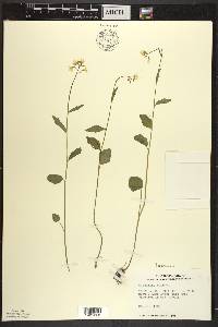 Cardamine bulbosa image