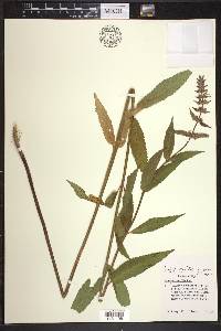 Stachys hispida image