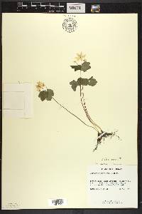 Thalictrum thalictroides image